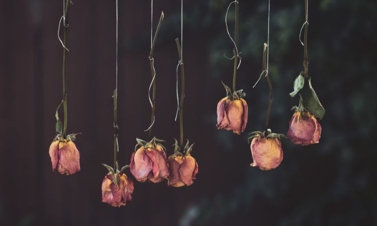 Dried Flowers