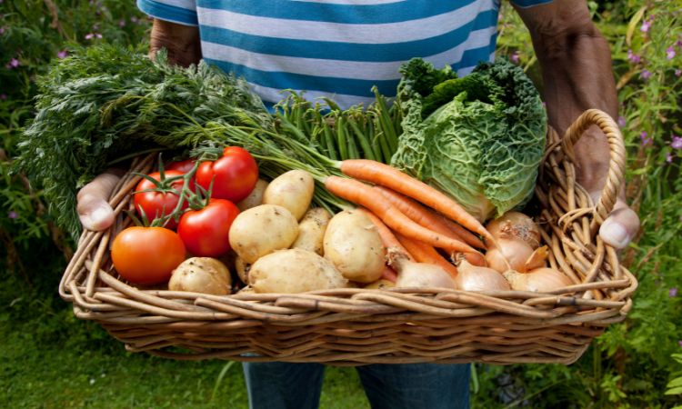 Grow & Sell your Own Vegetables