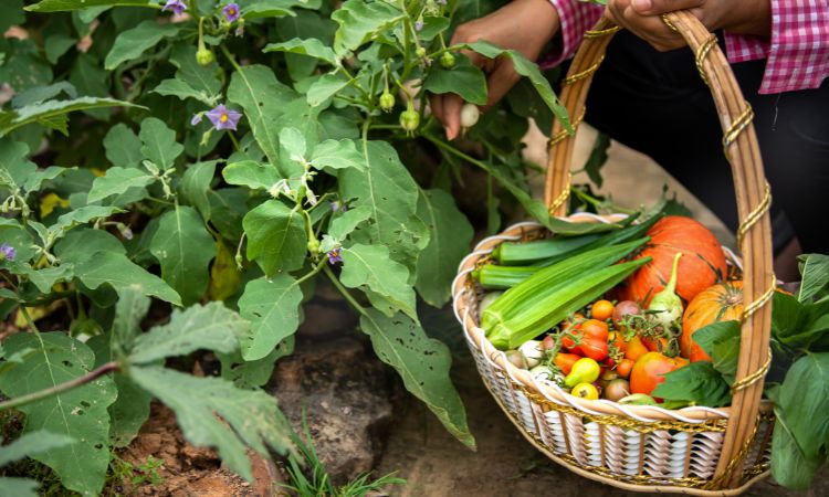 Organic Vegetable Farm