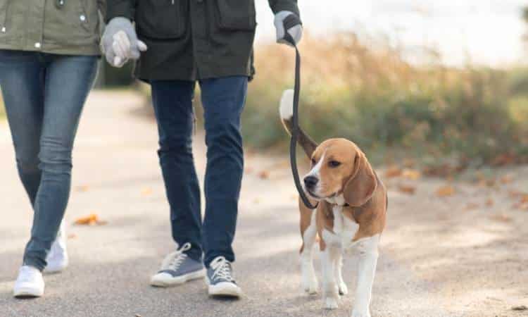 Pet Walking