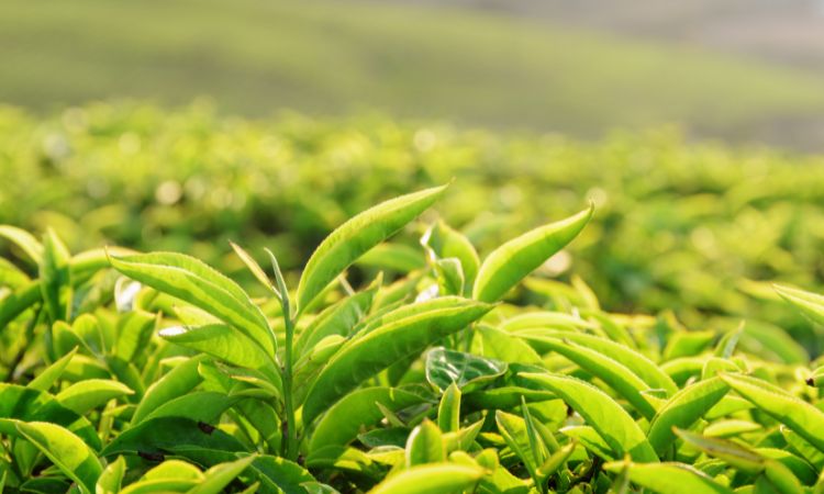 grow-tea-at-home