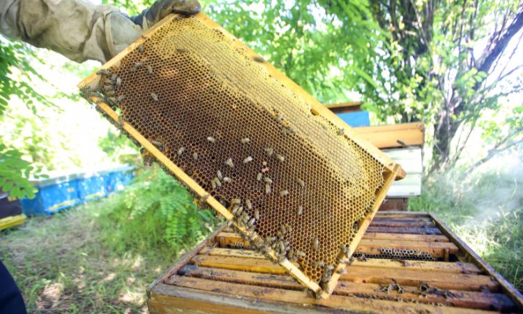 Apiarist