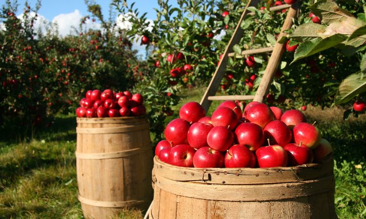 Farms and Orchards