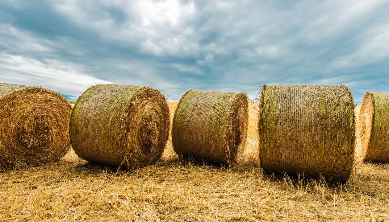 where to buy hay bales near me