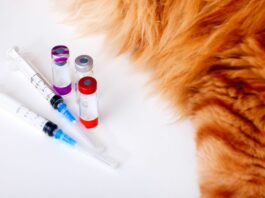 free pet vaccinations near me