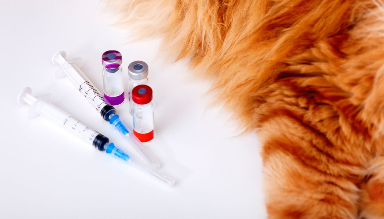 free pet vaccinations near me