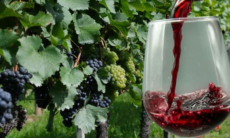 wine maker fun job that pay well