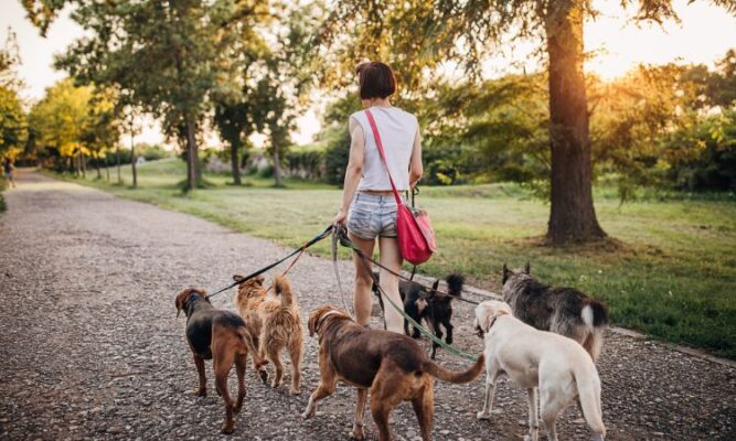 Dog Walker